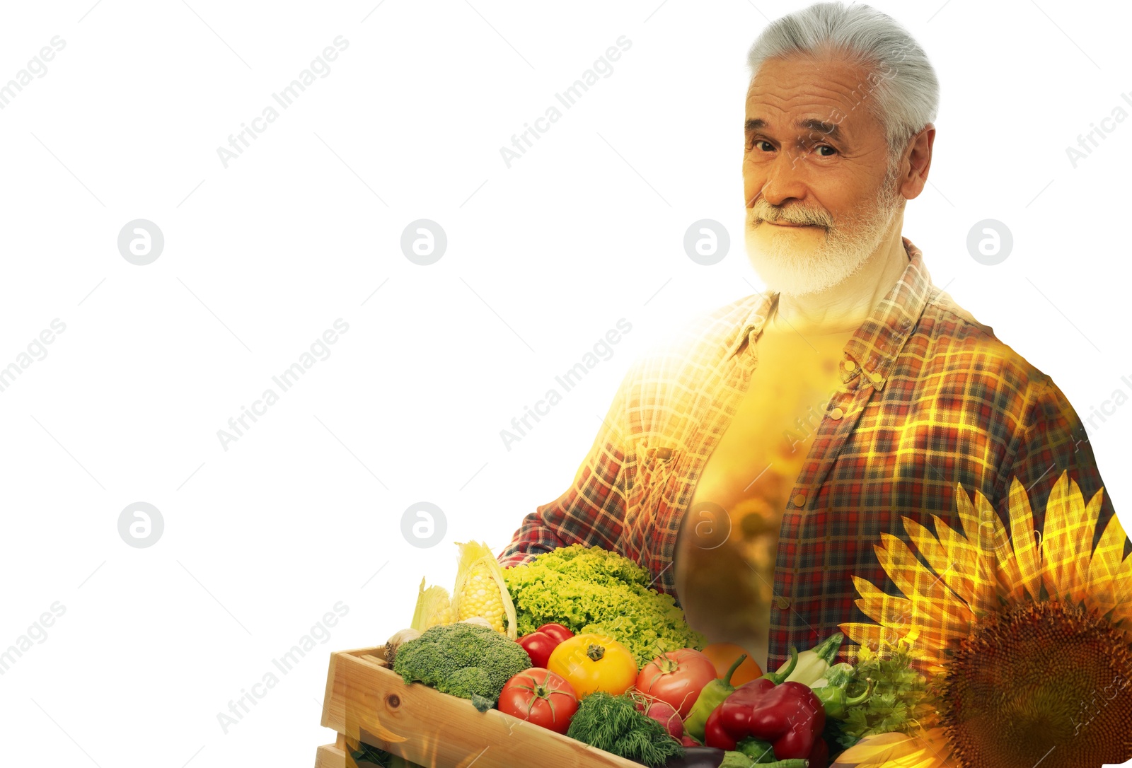 Image of Double exposure of farmer and sunflower field on white background