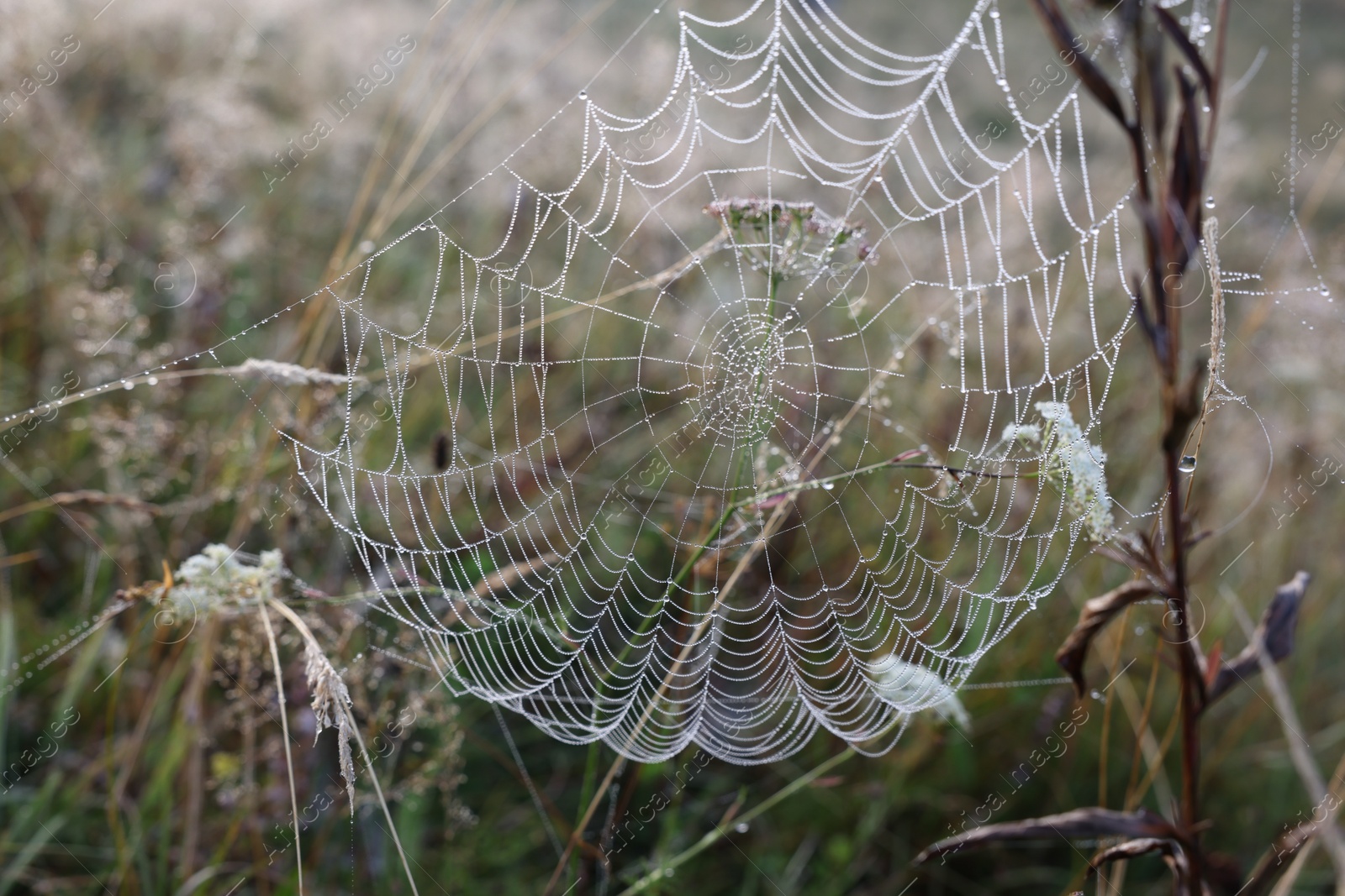 Photo of Closeup view of cobweb with dew drops on plants outdoors