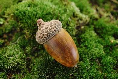 One acorn on green moss outdoors, closeup