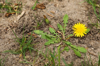 Photo of Yellow dandelion with green leaves growing outdoors