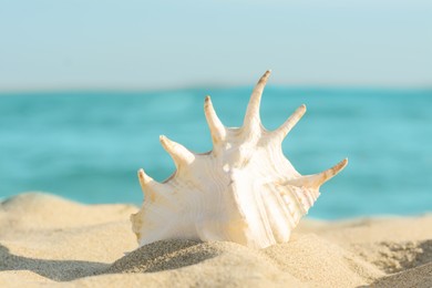 Beautiful seashell on sandy beach near sea, closeup