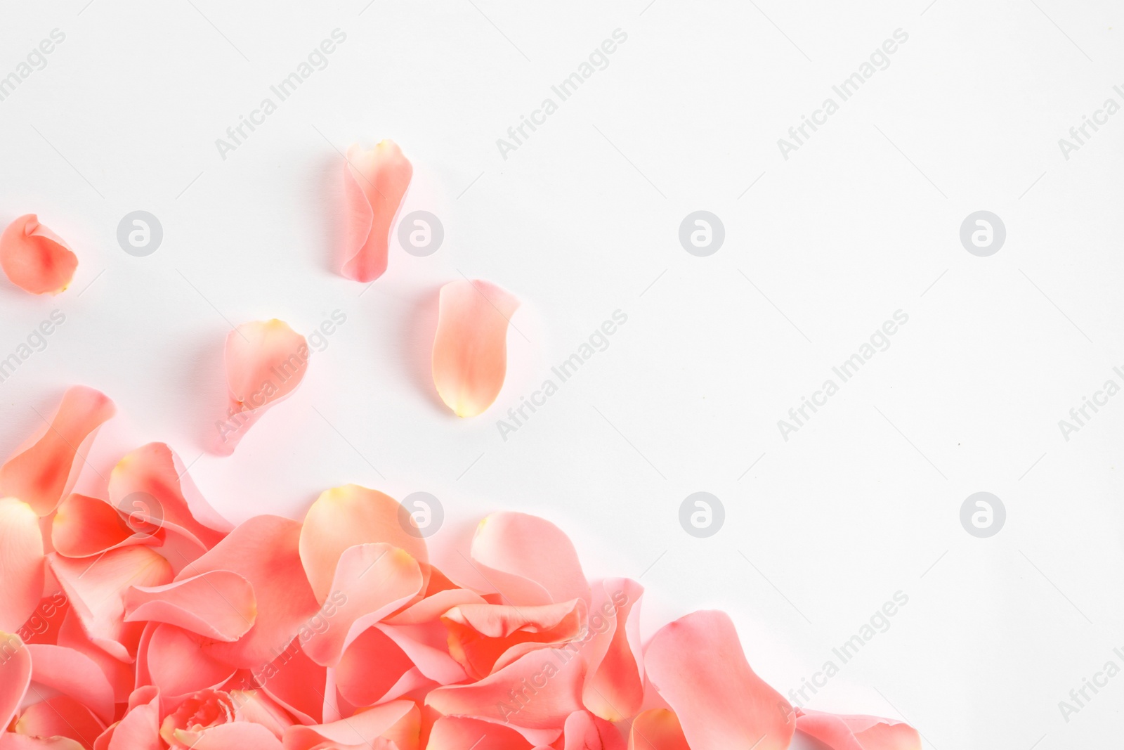 Photo of Beautiful rose petals on white background