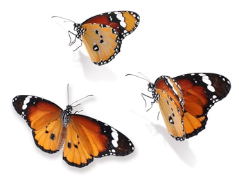 Set of beautiful plain tiger butterflies on white background