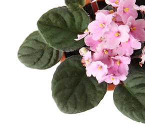 Pot with Saintpaulia home plant on white background, top view