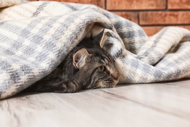 Photo of Cute cat with blanket on floor at home.  Warm and cozy winter