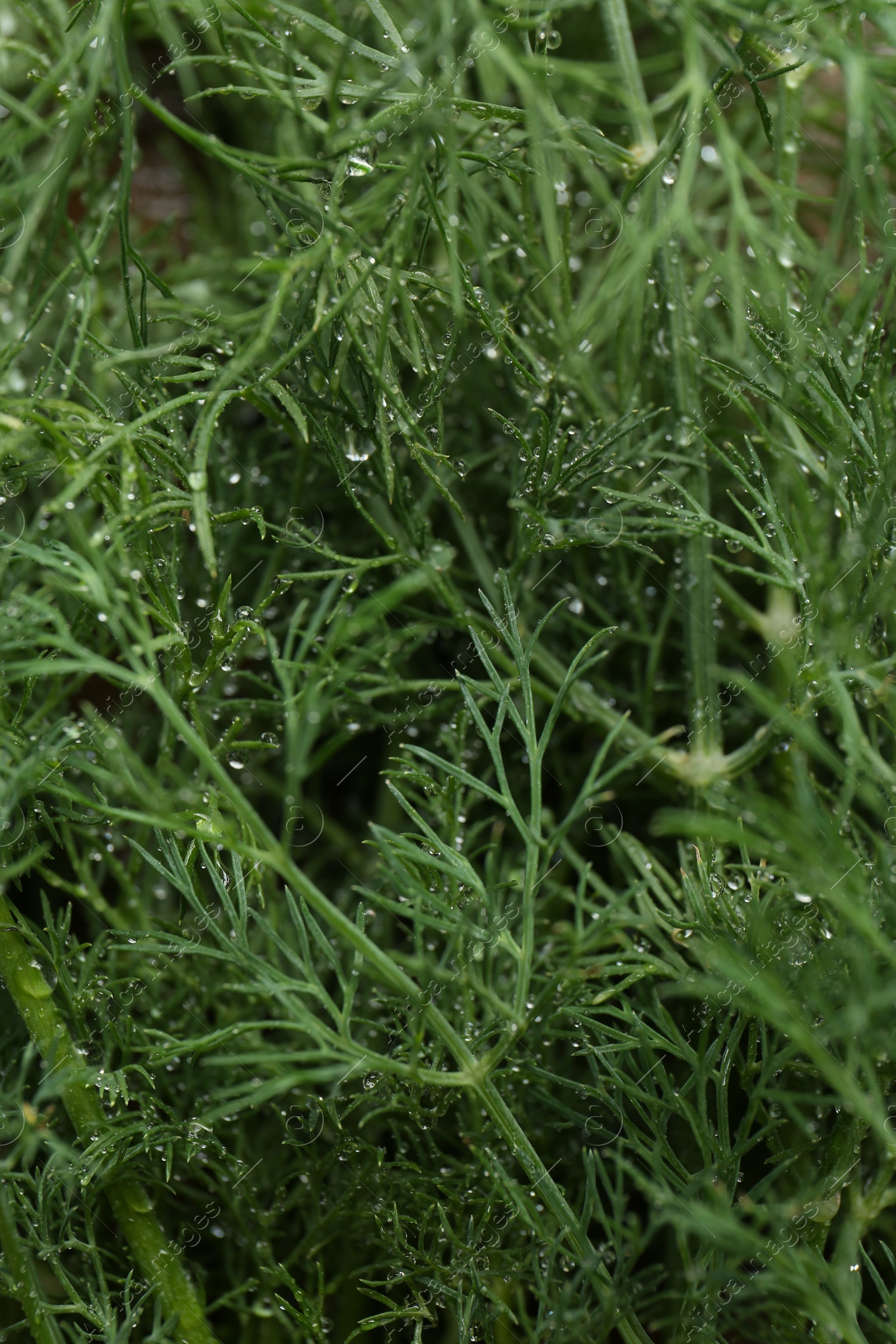 Photo of Fresh green dill with water drops as background, closeup