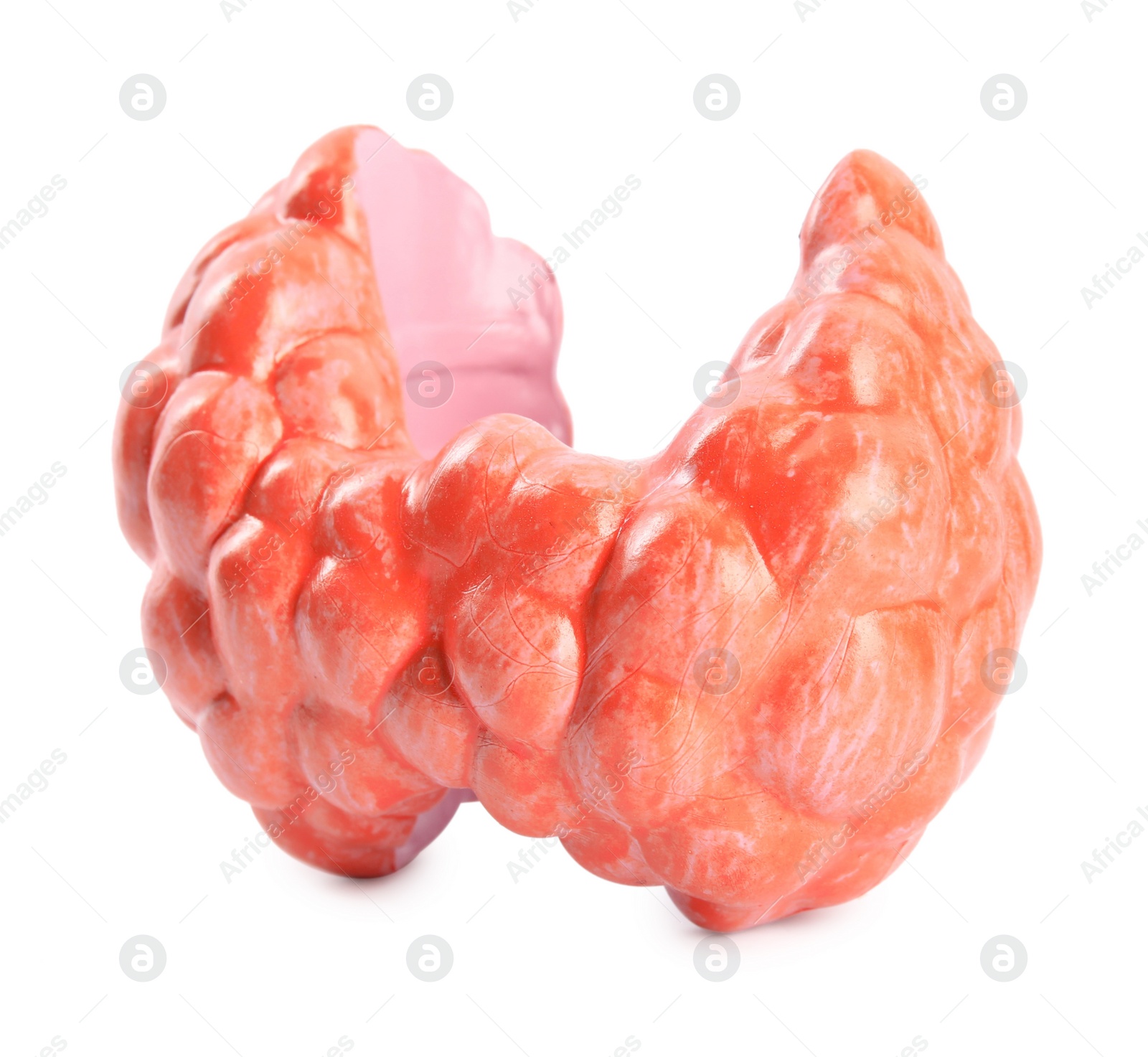 Photo of Plastic model of afflicted thyroid isolated on white