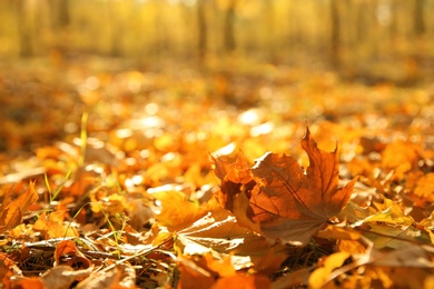 Photo of Autumn leaves on ground in beautiful park