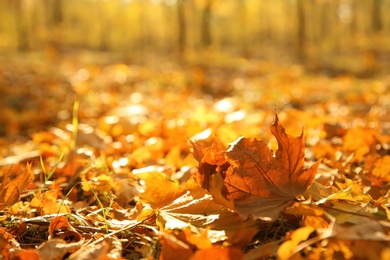 Autumn leaves on ground in beautiful park