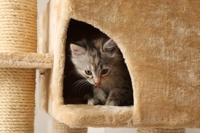 Photo of Cute fluffy kitten exploring house on cat tree