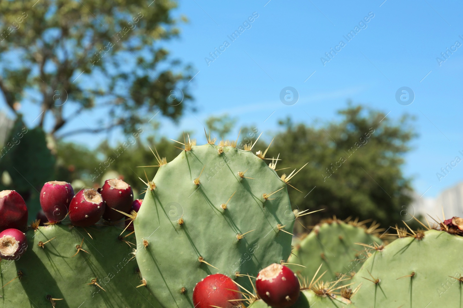 Photo of Beautiful prickly pear cacti growing outdoors on sunny day, closeup