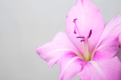 Photo of Beautiful gladiolus flower against light background, closeup