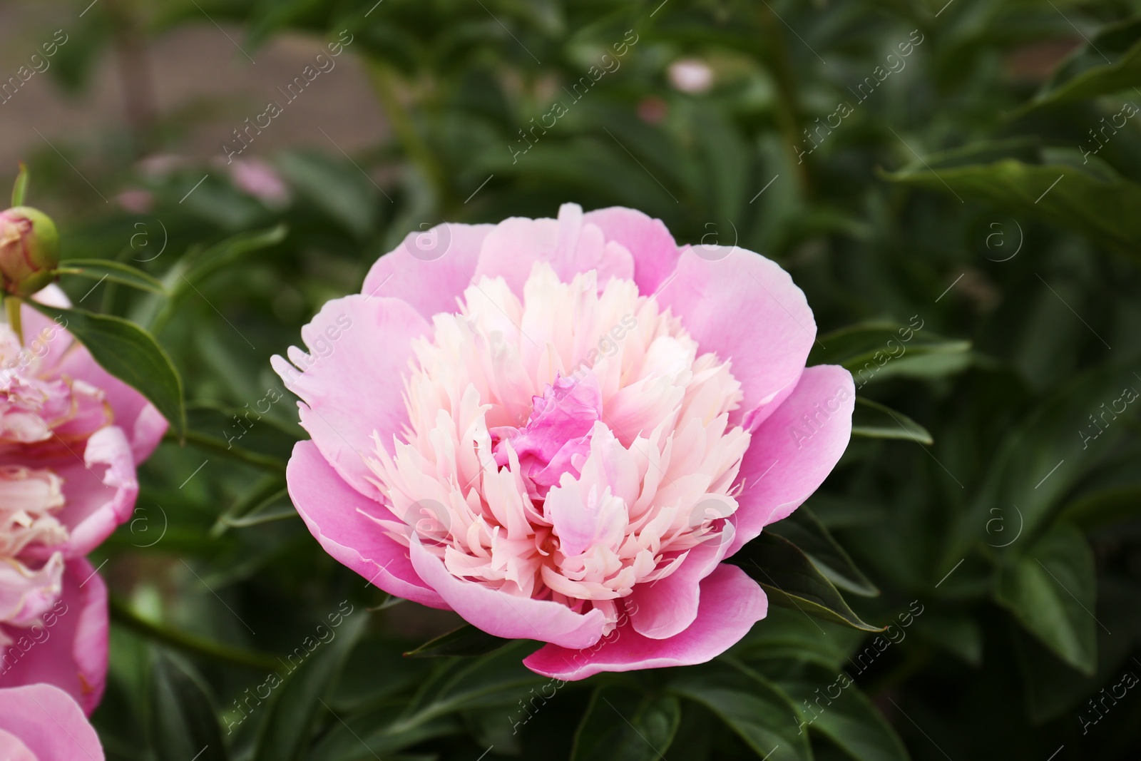 Photo of Beautiful blooming pink peony growing in garden, closeup