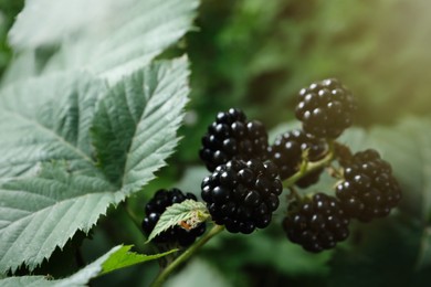 Ripe blackberries on bush in garden, closeup