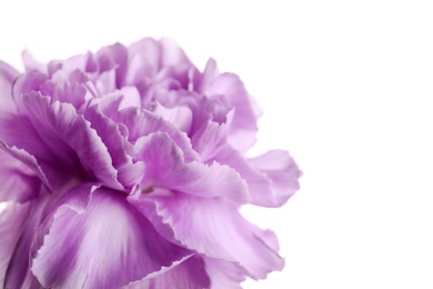 Photo of Beautiful blooming violet carnation on white background