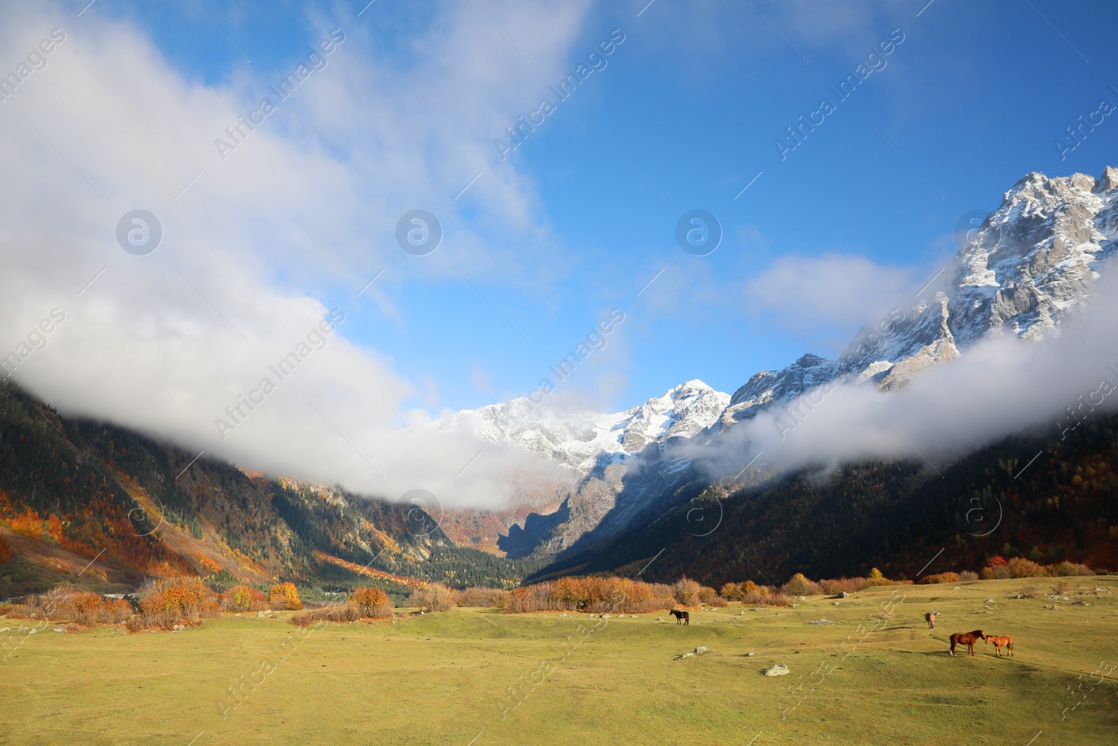 Photo of Picturesque view of high mountains with forest and horses grazing on meadow