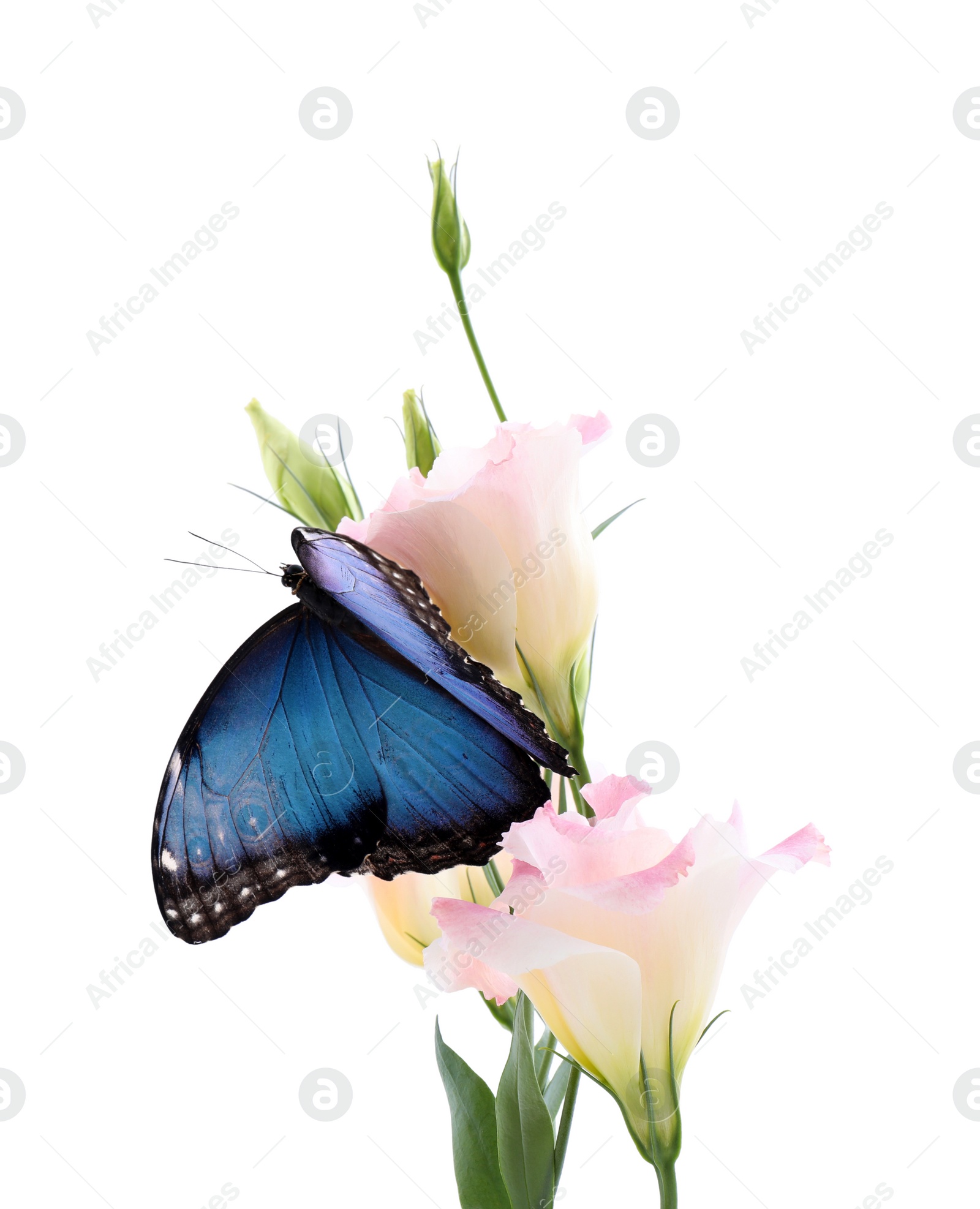 Photo of Beautiful common morpho butterfly sitting on eustoma flower against white background