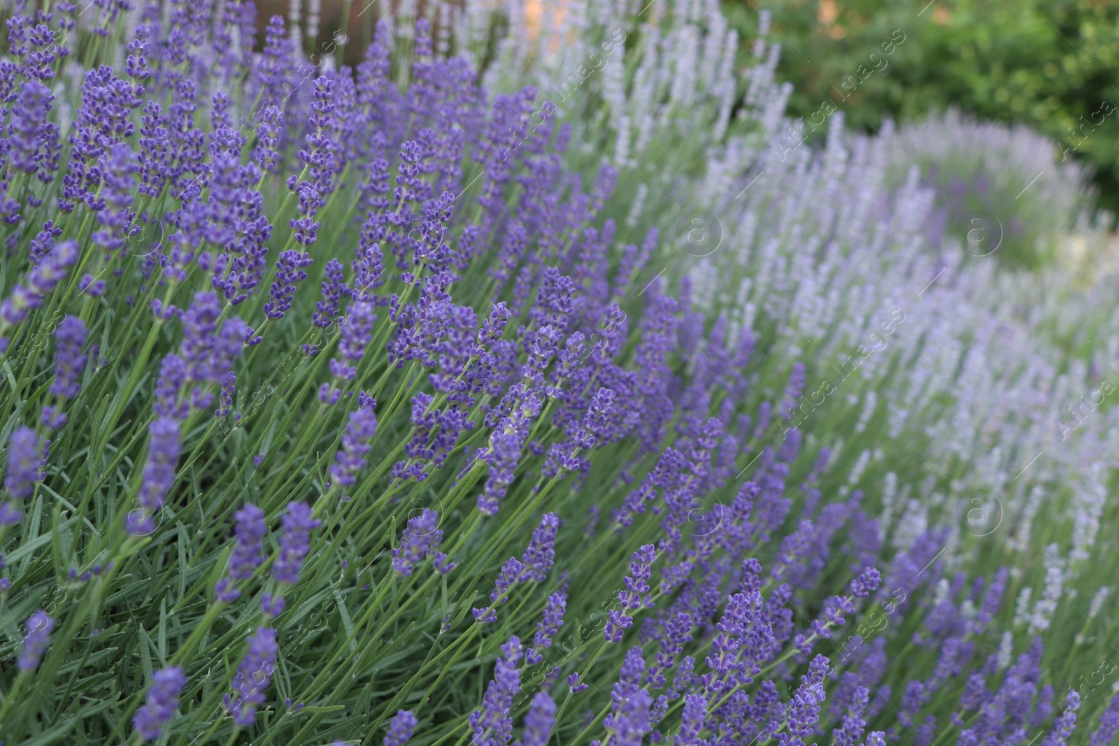 Photo of Beautiful blooming lavender plants growing in field