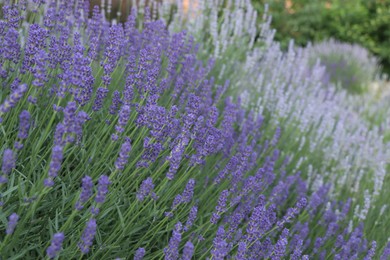 Beautiful blooming lavender plants growing in field