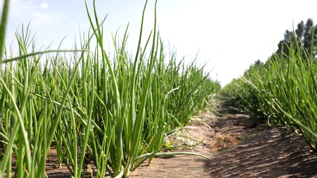 Photo of Young green onions in field on sunny day