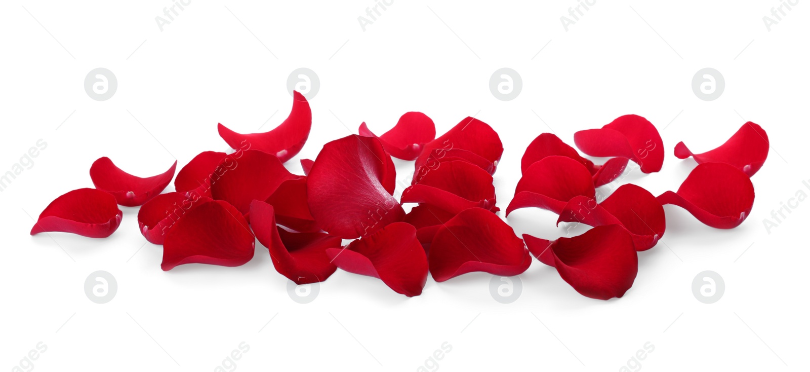 Photo of Fresh red rose petals on white background