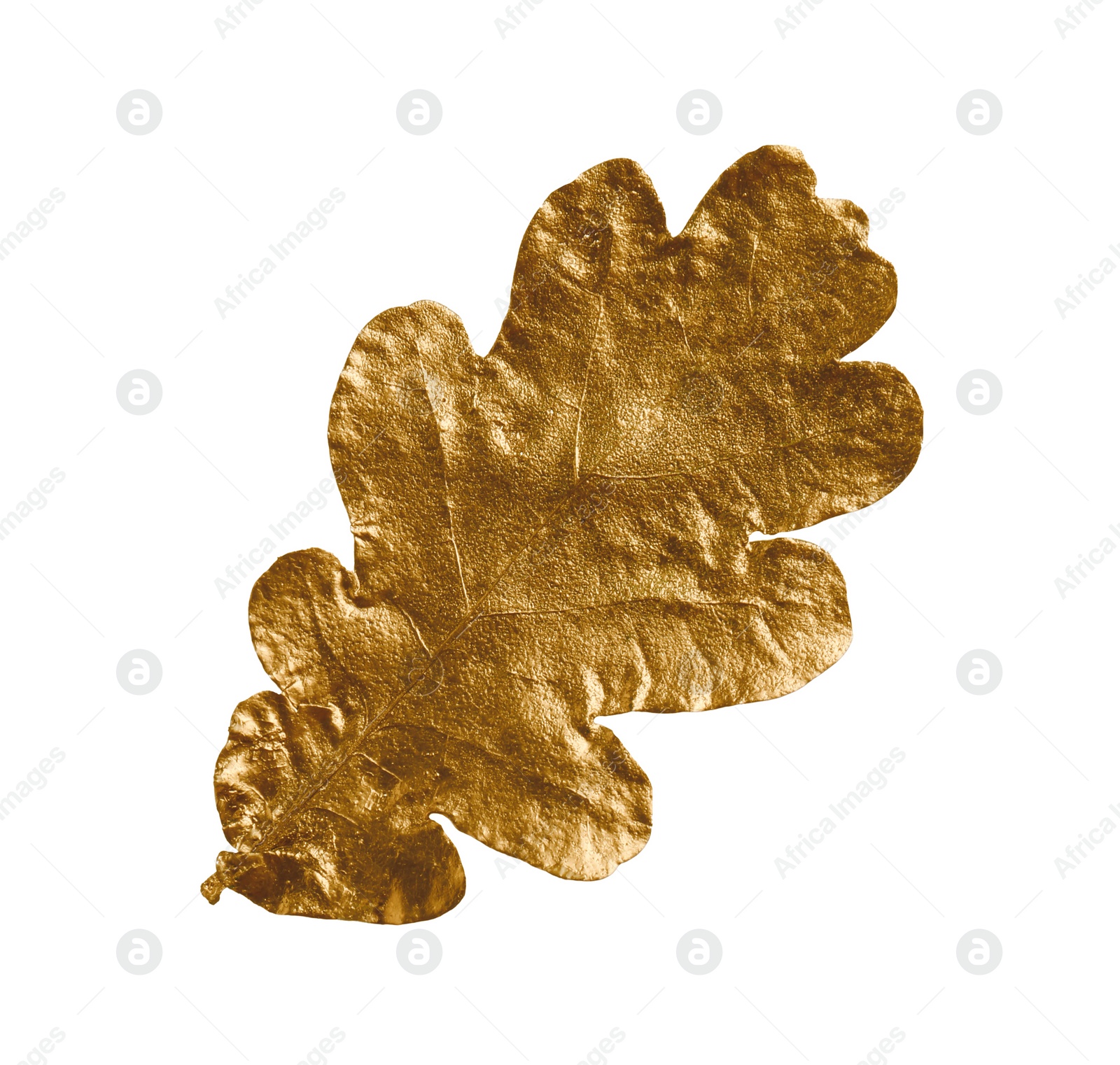 Photo of One golden oak leaf isolated on white. Autumn season