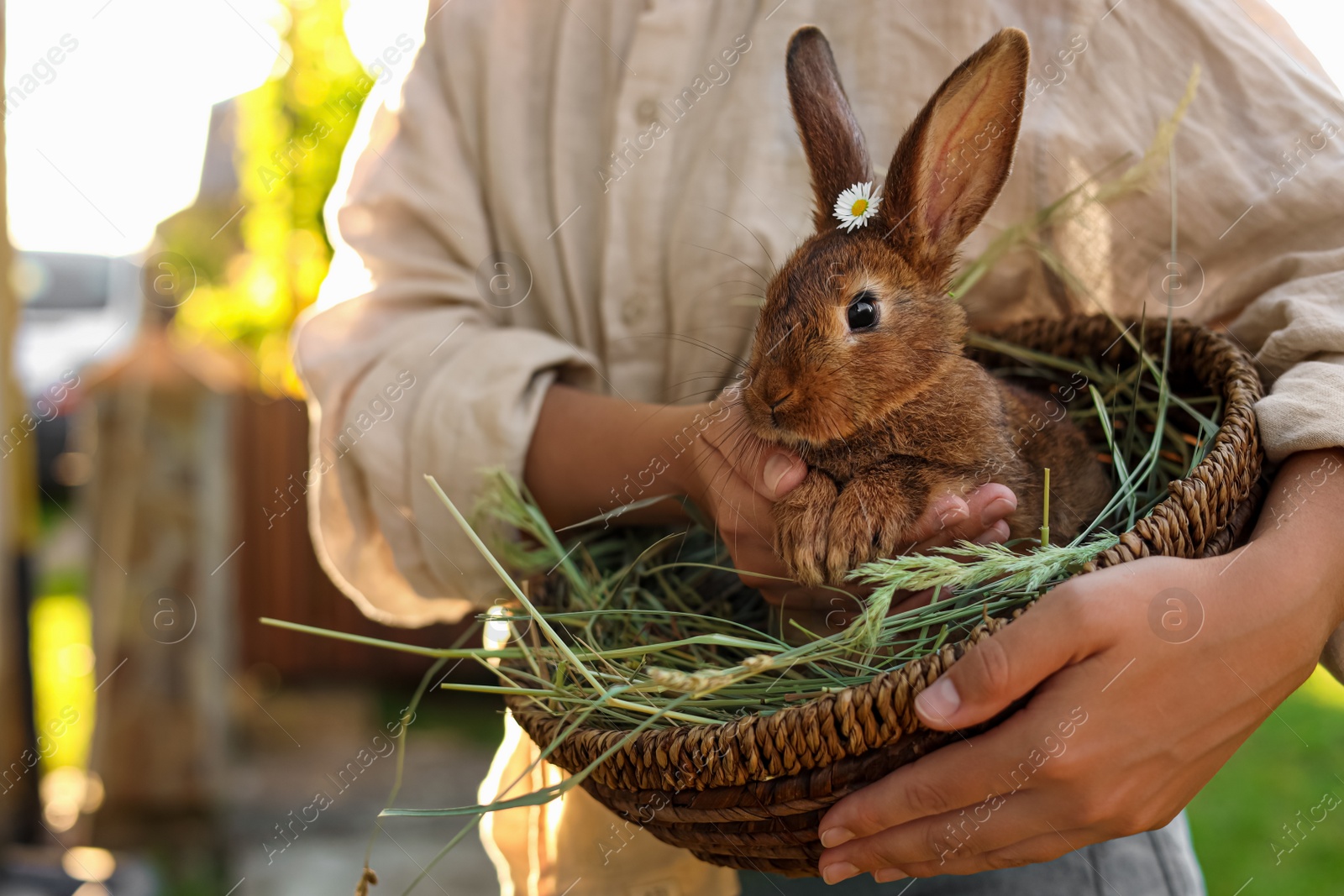 Photo of Woman with cute rabbit outdoors on sunny day, closeup