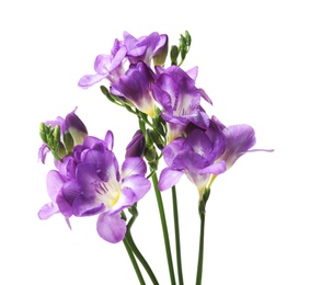 Photo of Beautiful freesia flowers on white background