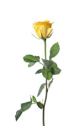 Photo of Beautiful fresh yellow rose isolated on white