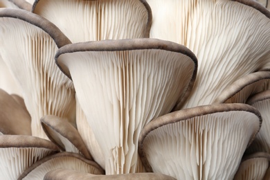 Photo of Delicious organic oyster mushrooms as background, closeup