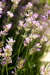Photo of Beautiful blooming lavender in field on sunny day, closeup
