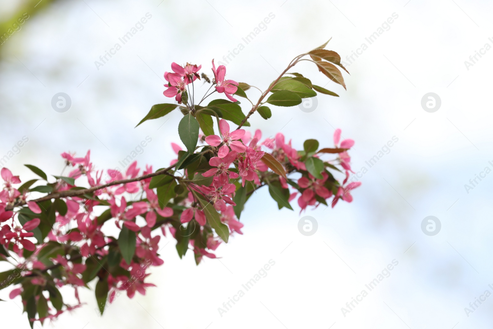 Beautiful cherry tree with pink blossoms outdoors, closeup. Spring season Photo of Beautiful cherry tree with pink blossoms outdoors, closeup. Spring season
