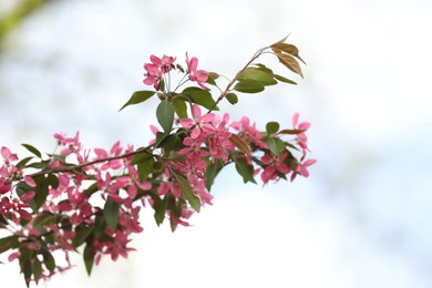 Photo of Beautiful cherry tree with pink blossoms outdoors, closeup. Spring season