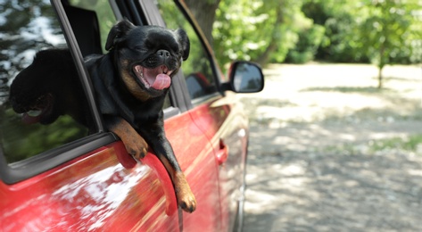 Photo of Cute Petit Brabancon dog leaning out of car window on summer day
