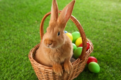 Photo of Cute bunny in basket with Easter eggs on green grass