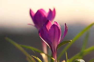 Photo of Fresh purple crocus flowers growing in spring morning, closeup