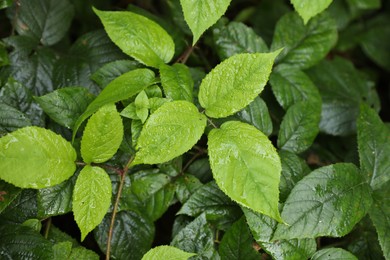 Photo of Beautiful wild plants with wet green leaves as background, top view