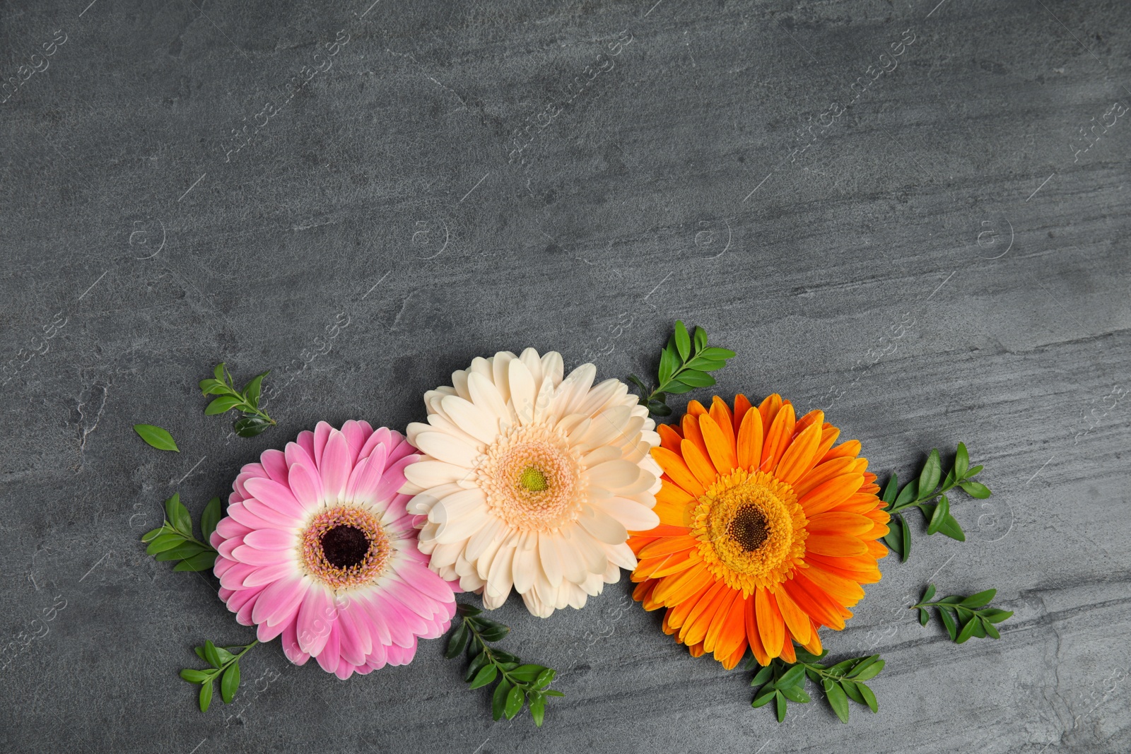 flat lay composition with beautiful bright gerbera flowers on grey background, top view. Space for text Photo of flat lay composition with beautiful bright gerbera flowers on grey background, top view. Space for text