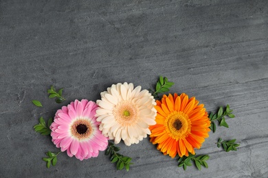 Photo of flat lay composition with beautiful bright gerbera flowers on grey background, top view. Space for text