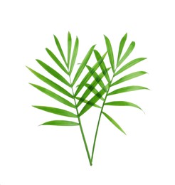 Photo of Beautiful green coconut leaves on white background