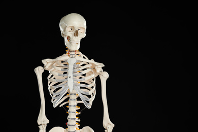 Photo of Artificial human skeleton model on black background. Space for text