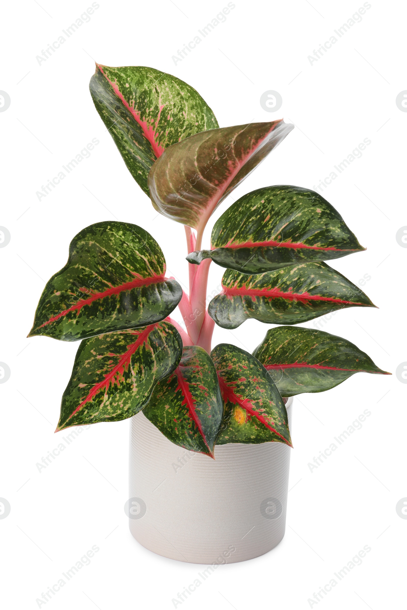 Beautiful Aglaonema plant in flowerpot isolated on white. House decor Photo of Beautiful Aglaonema plant in flowerpot isolated on white. House decor