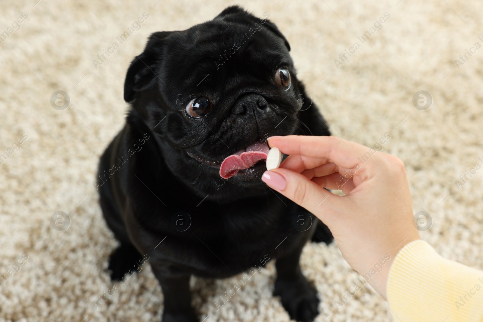 Photo of Woman giving pill to cute Pug dog in room, closeup