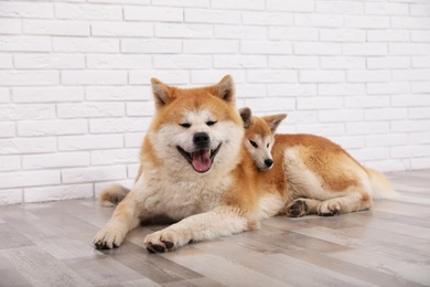 Photo of Adorable Akita Inu dog and puppy on floor indoors