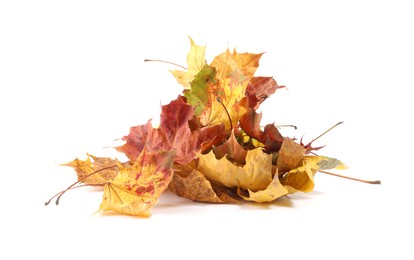 Photo of Autumn season. Pile of maple leaves isolated on white