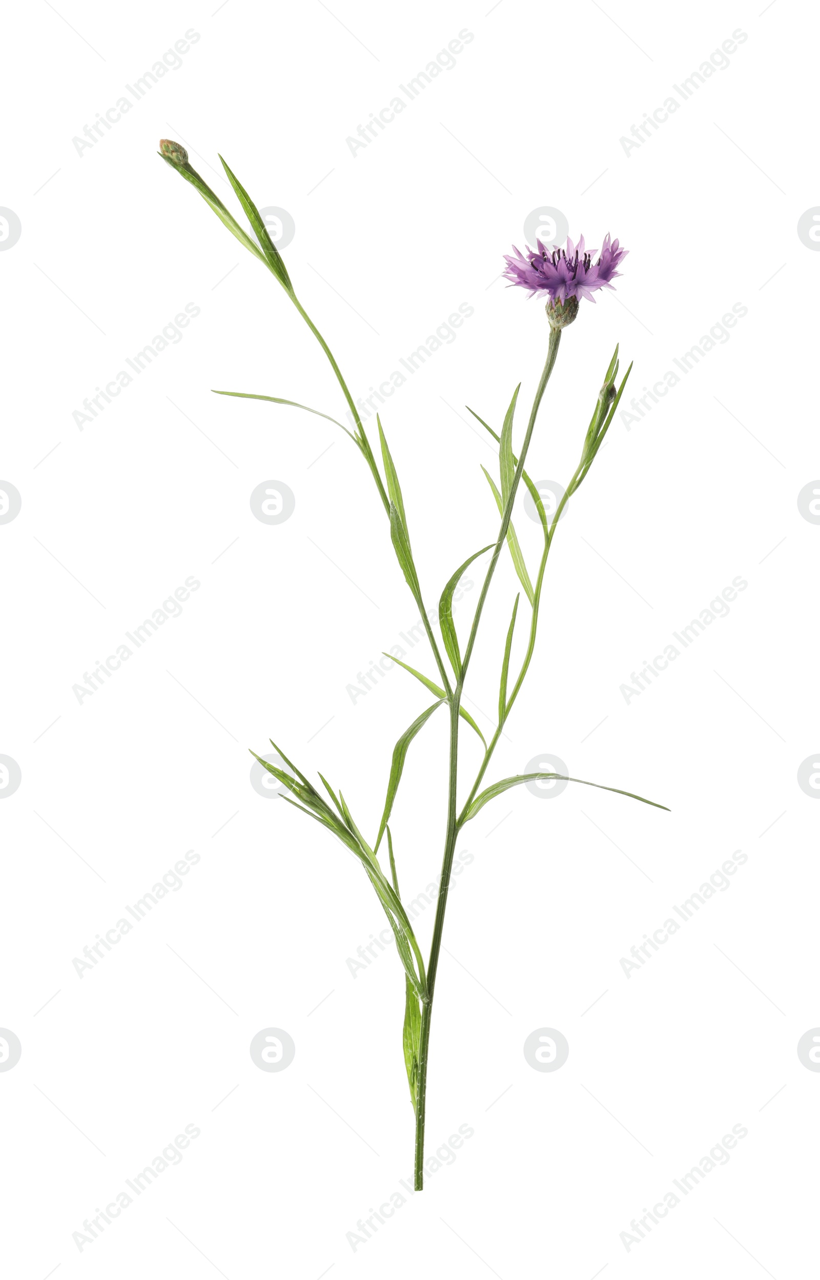 Photo of Beautiful purple cornflower isolated on white. Meadow plant