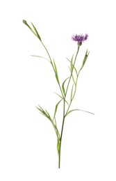 Photo of Beautiful purple cornflower isolated on white. Meadow plant