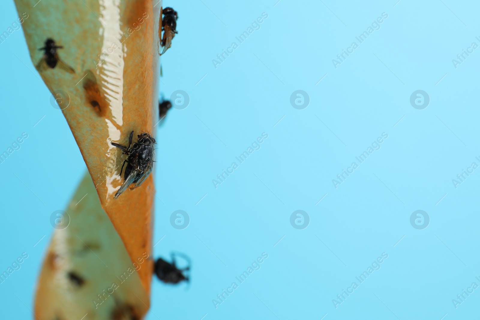 Photo of Sticky insect tape with dead flies on turquoise background, closeup. Space for text