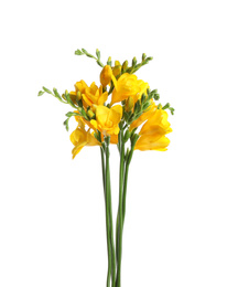 Photo of Beautiful yellow freesia flowers on white background