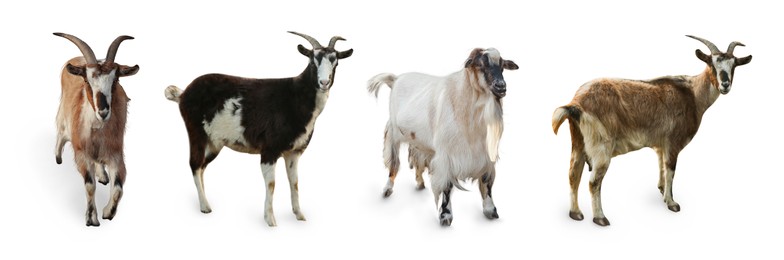 Image of Different goats on white background, collage. Farm animals 